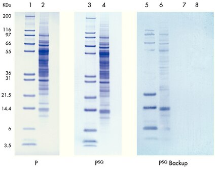Molecular weight standards (lanes 1, 3, 5, 7) and calf liver lysate (lanes 2, 4, 6, 8) were transferred to Immobilon-P or Immobilon-P<sup>SQ</sup> membranes. A sheet of Immobilon-P<sup>SQ</sup> was placed behind the primary membranes to capture proteins that passed through (lanes 5 and 6 behind Immobilon-P; lanes 7 and 8 behind Immobilon-P<sup>SQ</sup>).